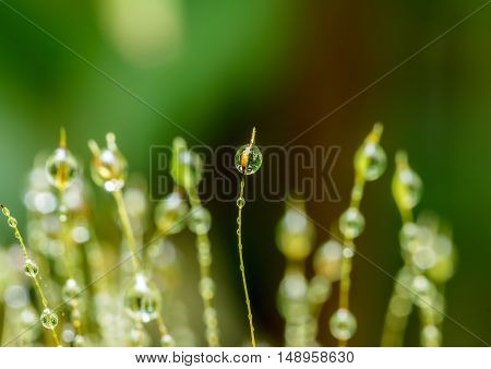 The Closeup moss in forest after rain