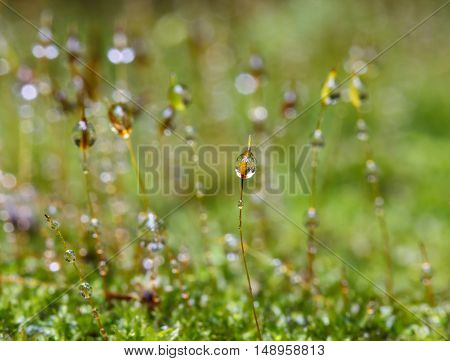 Closeup moss in forest after rain nature