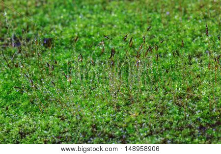 Closeup moss in forest after rain nature
