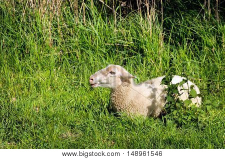 Young bleating sheep lies alone in the fresh green enjoying the spring sunshine.