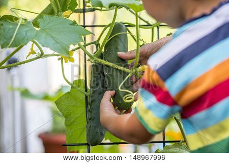 Young child in a brightly colored striped shirt looking at ripening cucumbers on a trellised vine view from behind over the shoulder.