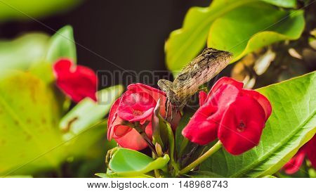 Oriental garden lizard on Red Euphorbia Beautiful Flower in Thailand