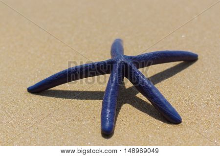 Blue starfish on the white sand in Thailand