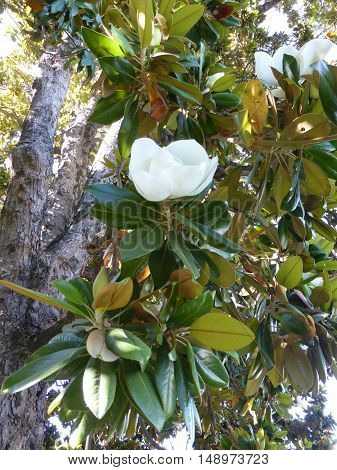 Large white flowers on a tree ficus.
