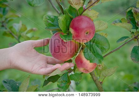 Girl plucks red apples from the tree