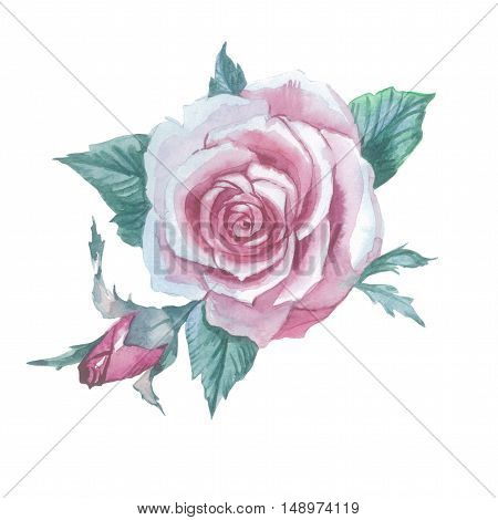 Wildflower rose flower in a watercolor style isolated. Full name of the plant: rose, hulthemia, hesperrhodos, rosa. Aquarelle flower could be used for background, texture, pattern, frame or border.