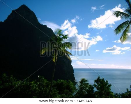 Piton Palms