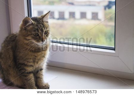 nice grey kitten looking up, very graceful, grey background