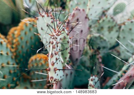 Cactus Texture Natural Background.