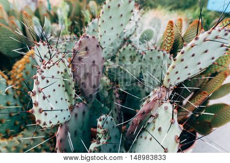 Cactus Texture Natural Background.