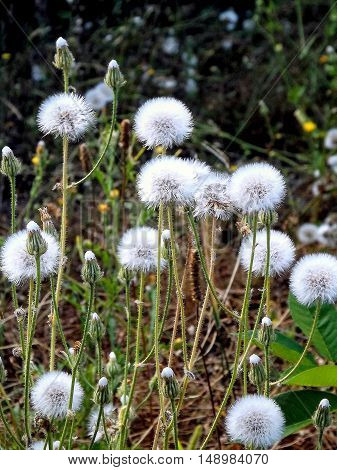 Dandelions. After a brilliant flowering dandelions acquire a completely different color, and kind ..