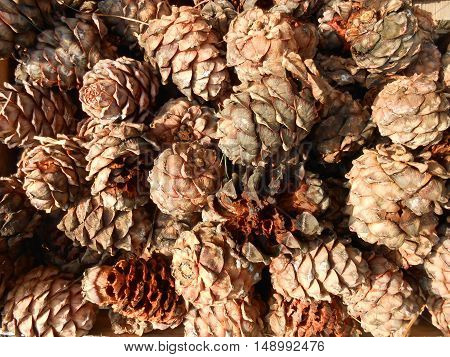 Big pile of fallen brown pinnacles from pine tree, background