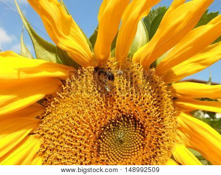 Bee collecting fine dust from the sunflower