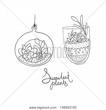 Vector glass terrariums with succulents set. Hand drawing isolated objects on white background.
