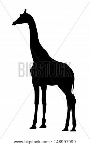 Side View of Giraffe Standing Silhouette on White Background. Isolated vector illustration animal theme.