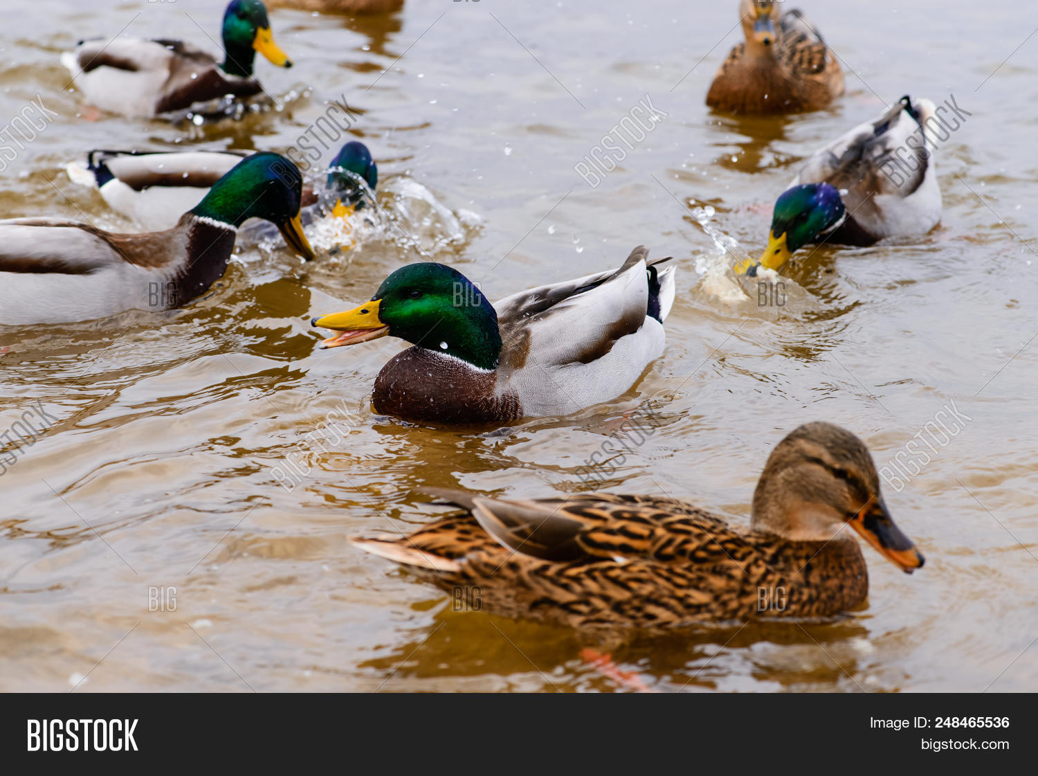 Ducks Floating Water, Image & Photo (Free Trial) Bigstock