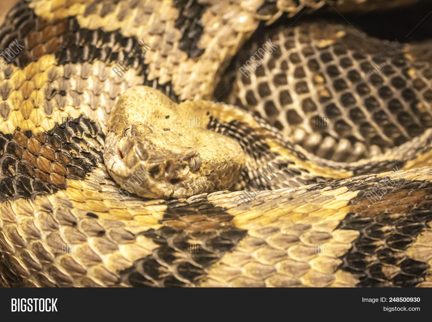 Timber Rattler Know Image & Photo (Free Trial) Bigstock