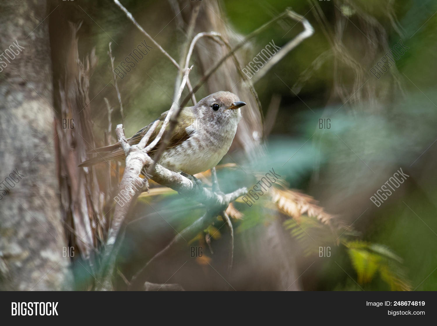 Shining Bronze Cuckoo Image & Photo (Free Trial) Bigstock