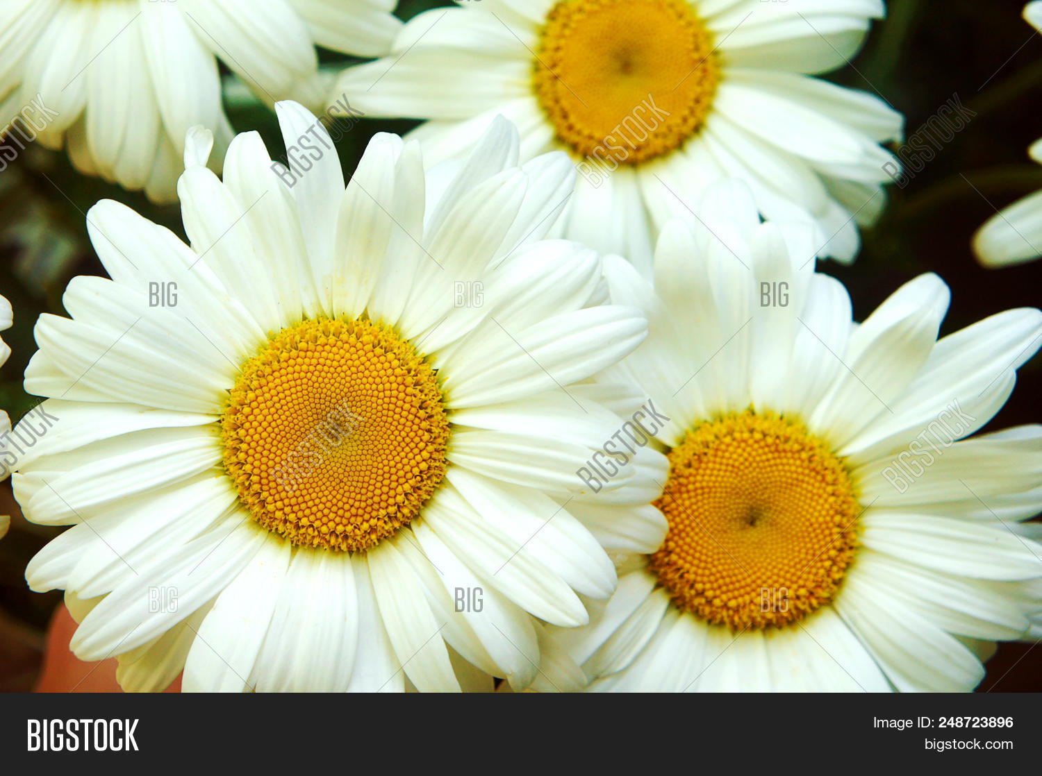 White Big Daisy Flower Image & Photo (Free Trial) Bigstock
