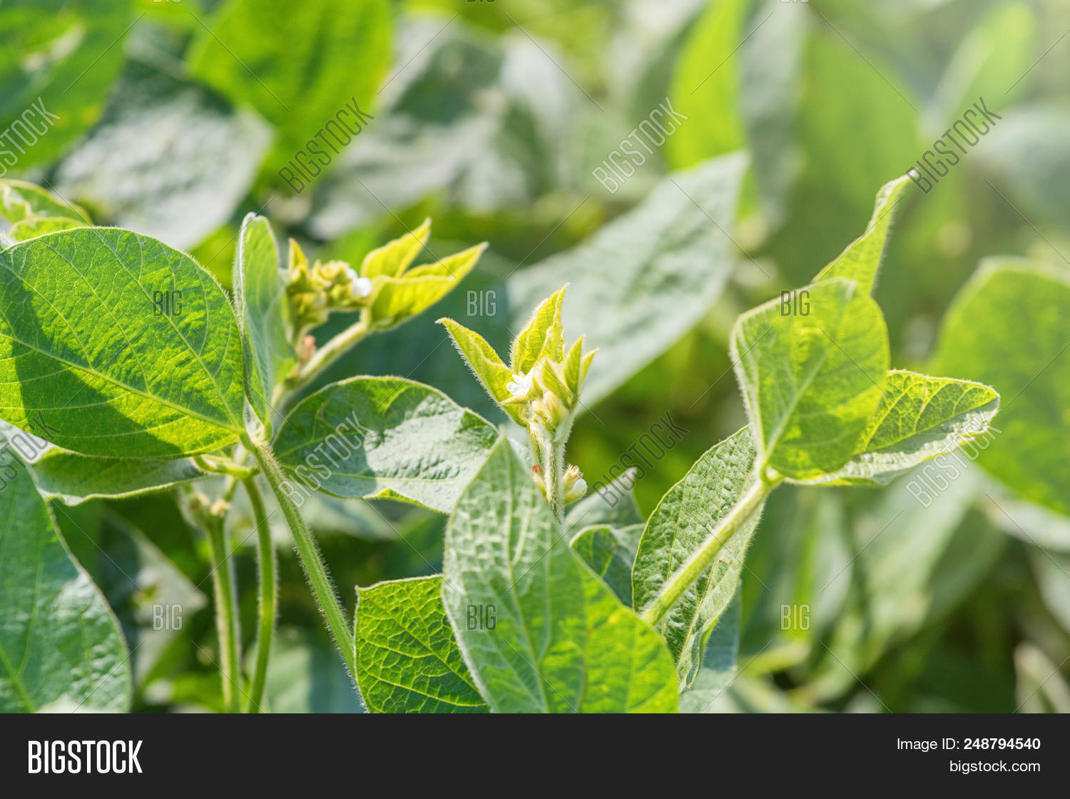 young soybean plant image photo free trial bigstock