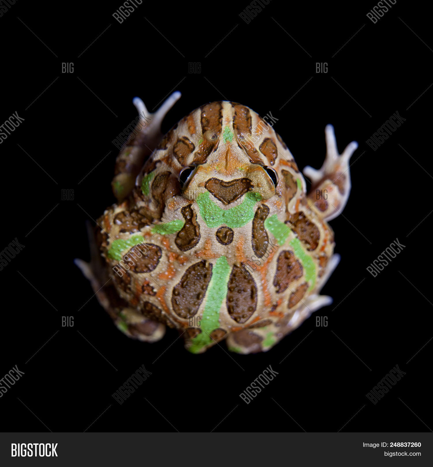 Chachoan Horned Frog, Image & Photo (Free Trial) | Bigstock