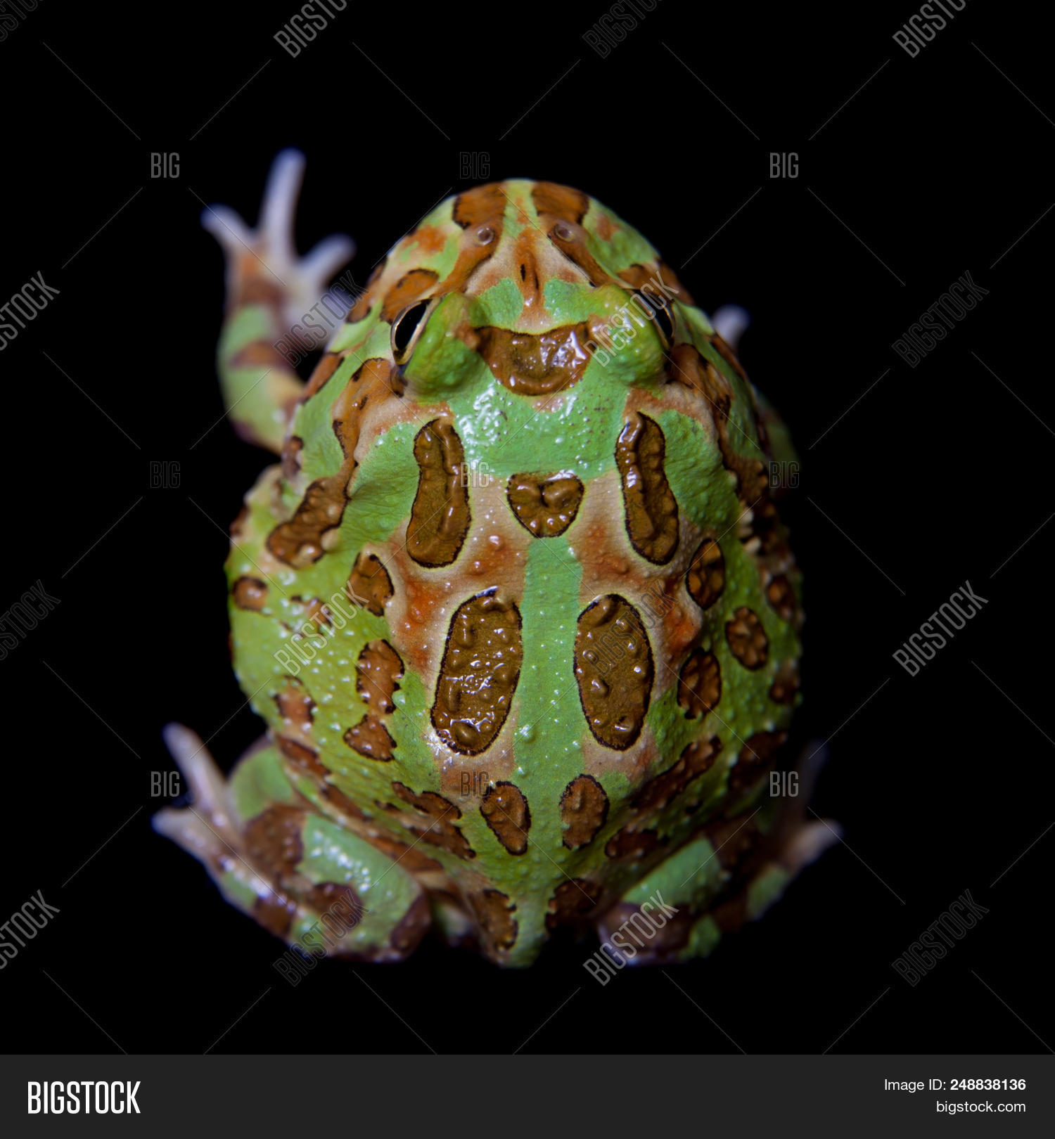 Chachoan Horned Frog, Image & Photo (Free Trial) | Bigstock