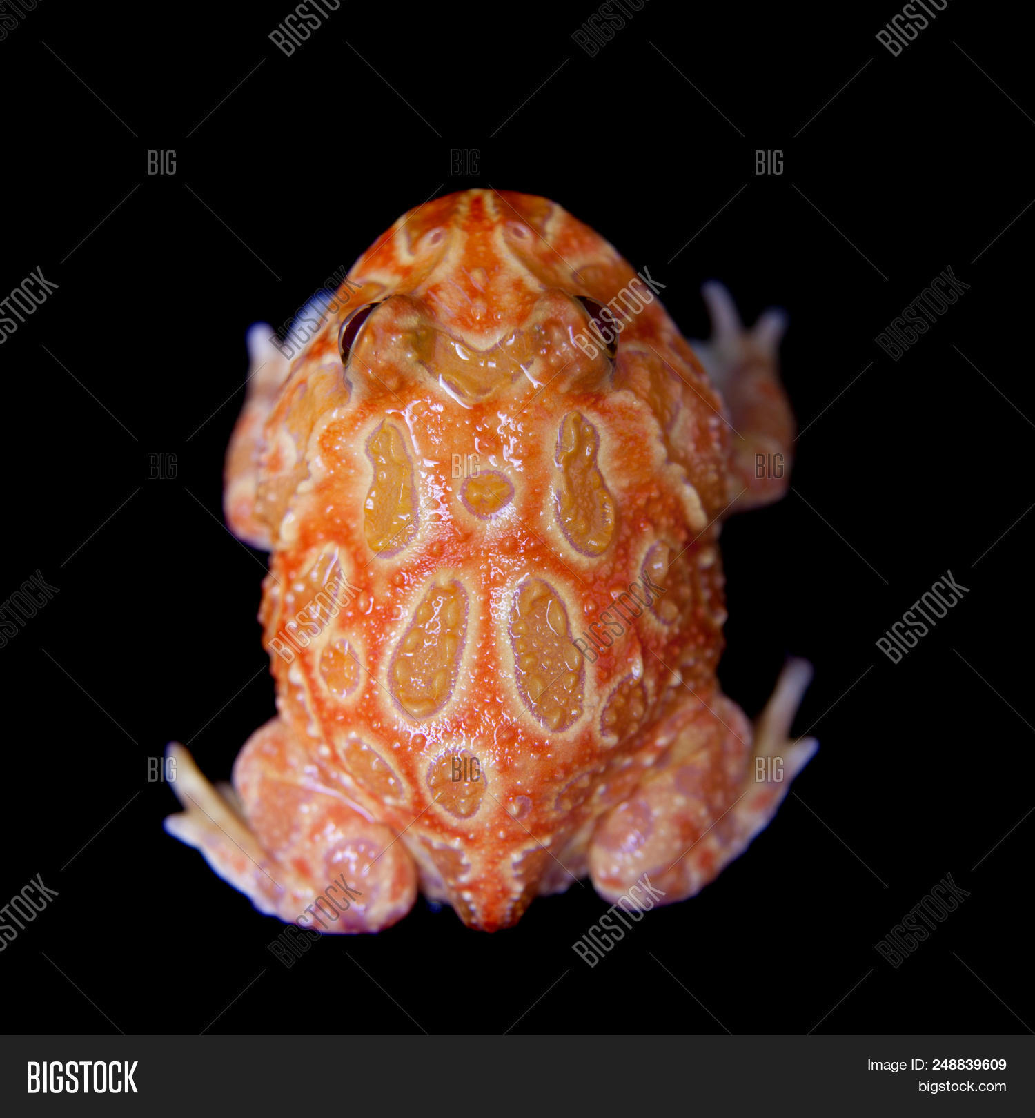 Chachoan Horned Frog, Image & Photo (Free Trial) | Bigstock