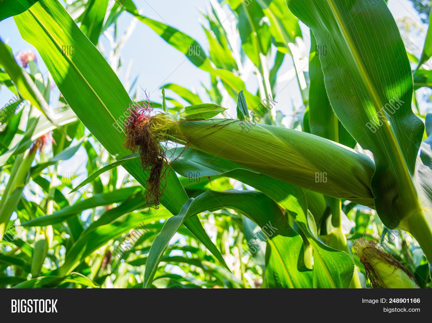 Young Corn Cobs Field Image & Photo (Free Trial) Bigstock