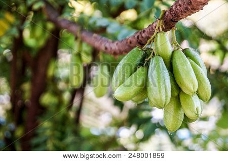 Bilimbi Fruit Bunch On Limb And Trunk.fruit Are Sour Taste, Can Cooking Or Eaten Fresh.