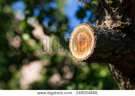 Spilled Branch On A Fruit Tree Close-up. Photographed At A Sunny Day.