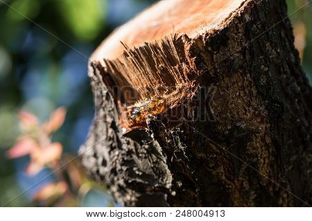 Spilled Branch On A Fruit Tree Close-up. Photographed At A Sunny Day.