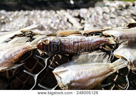One Fish Has A Head.