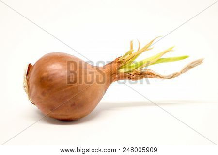 Shallot Is Growing, Red-brown Color Cut With Green On The Top So Interesting.