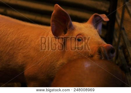 Cute Pig (lsus Scrofa Domesticus) Ooking Up From His Sty, On A British Farm.