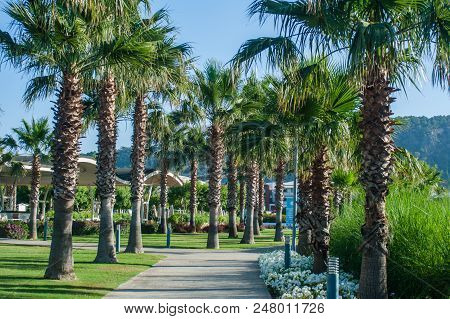 Palm Park On The Sea. Summer Sunny Day