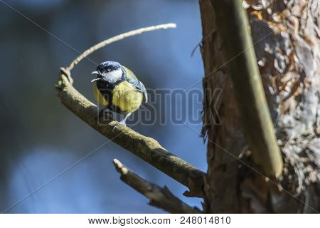 Great Tit (parus Major)