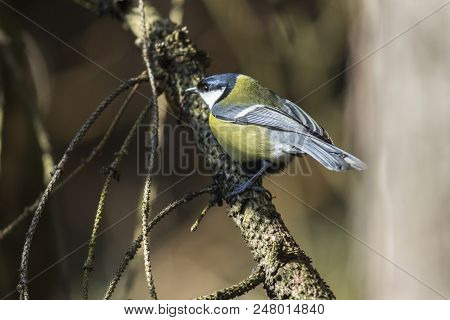 Great Tit (parus Major)