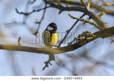 Great Tit (parus Major)