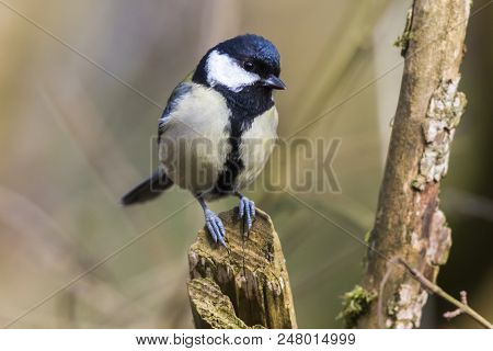 Great Tit (parus Major)