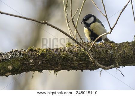 Great Tit (parus Major)