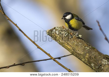Great Tit (parus Major)