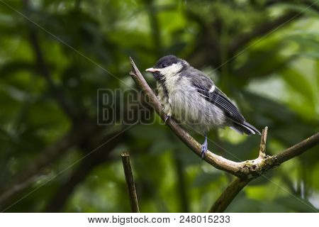 Great Tit (parus Major)