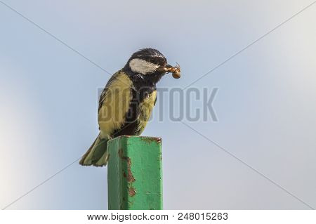 Great Tit (parus Major)