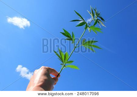 A Hemp Branch In A Male Hand Close-up Against A Blue Sky With White Clouds. Green Top Of Young Canna
