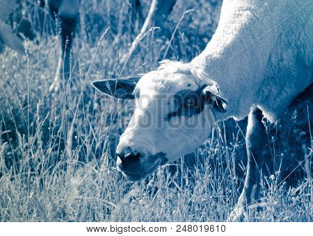 Sheep Grazing On A Green Grass, Head Closeup. A Lamb Head Portraiture On A Grass Field.