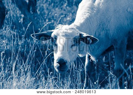 Sheep Grazing On A Green Grass, Head Closeup. A Lamb Head Portraiture On A Grass Field.