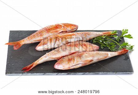 Red Mullet In Front Of White Background