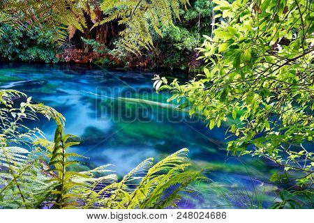 Blue Spring, Waikato, New Zealand