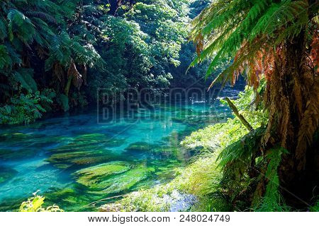 Blue Spring, Waikato, New Zealand