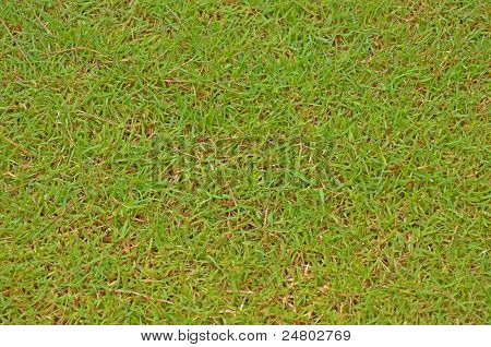 Grass football field